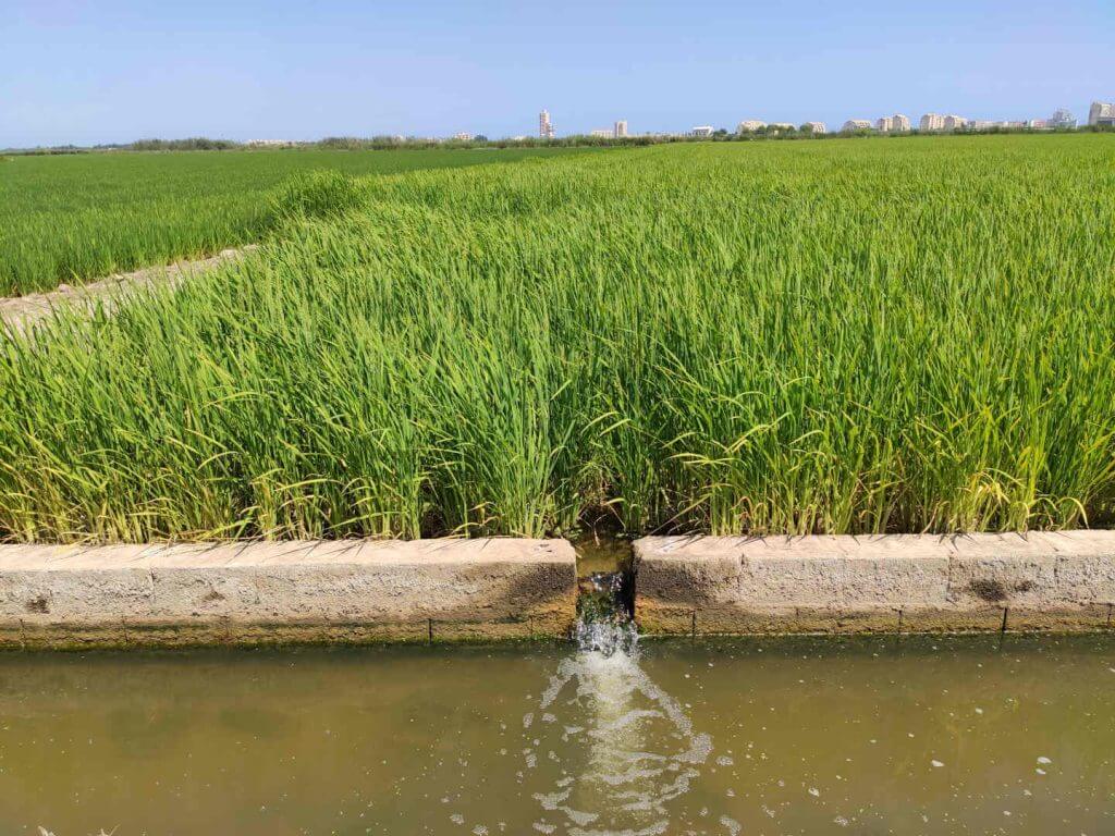 A huge, green rice field surrounded by water in Albufera, Valencia. A rice field in Valencia