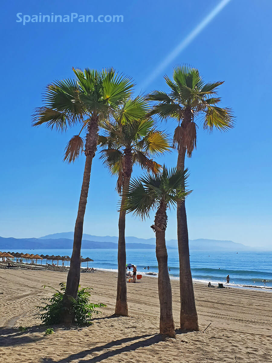 A beach in Malaga Spain with palmtrees. A beach in Malaga Spain with palmtrees.